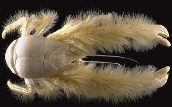 furry